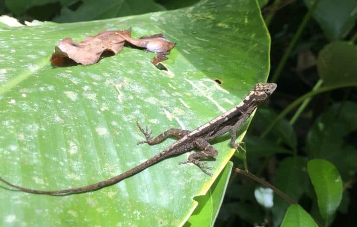 Punta Leona Lizard