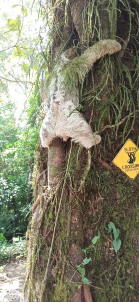 Sloth in Bijagua, Costa Rica