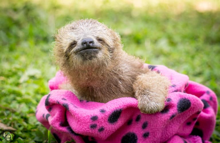 Costa Rica’s Cutest Conservation Story: Baby Sloth in Pink