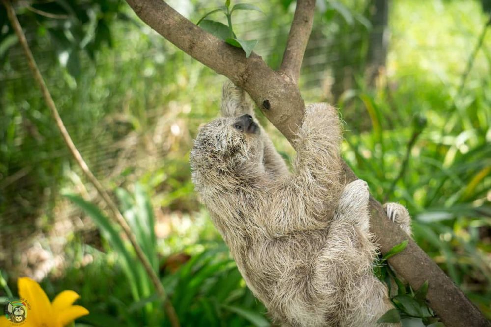 Eclipse, a three-fingered sloth, climbs up a tree branch.