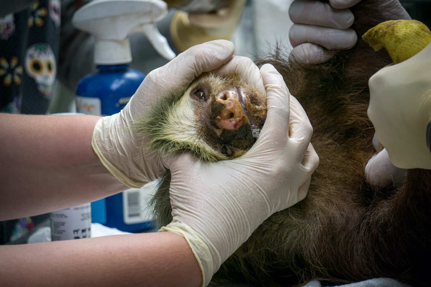 Toucan Rescue Ranch is one organization in Costa Rica that helps treat and rehabilitate electrocuted sloths.