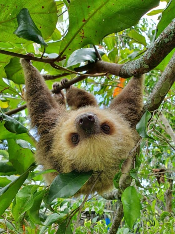 The Feisty World of Two-Fingered Sloths in Costa Rica