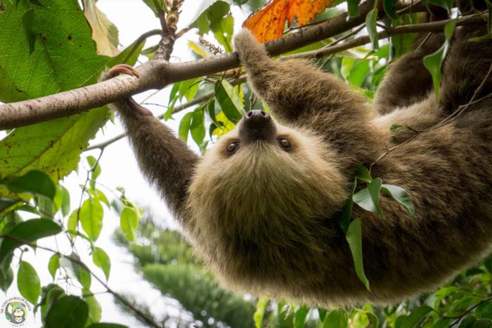 Osa the two-toed sloth Costa Rica 