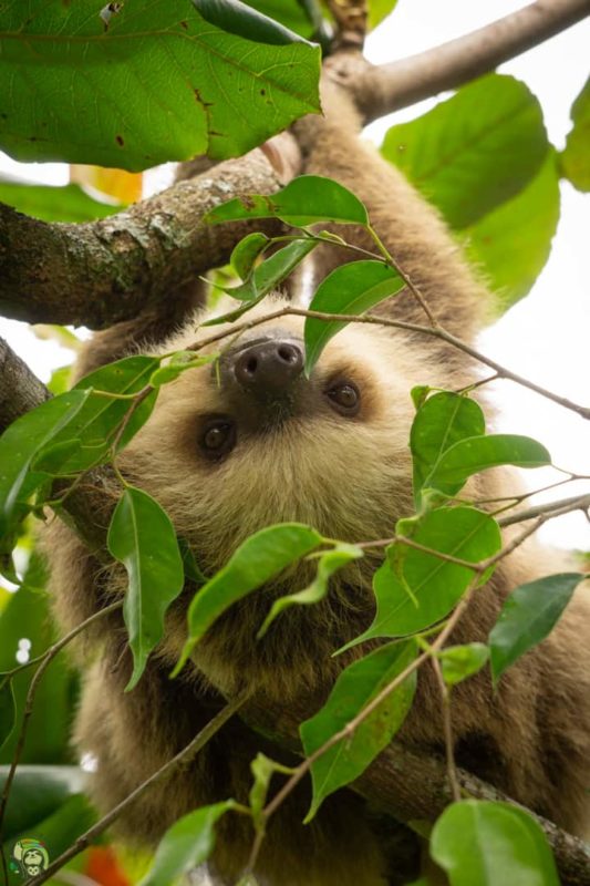 Sloths in Costa Rica