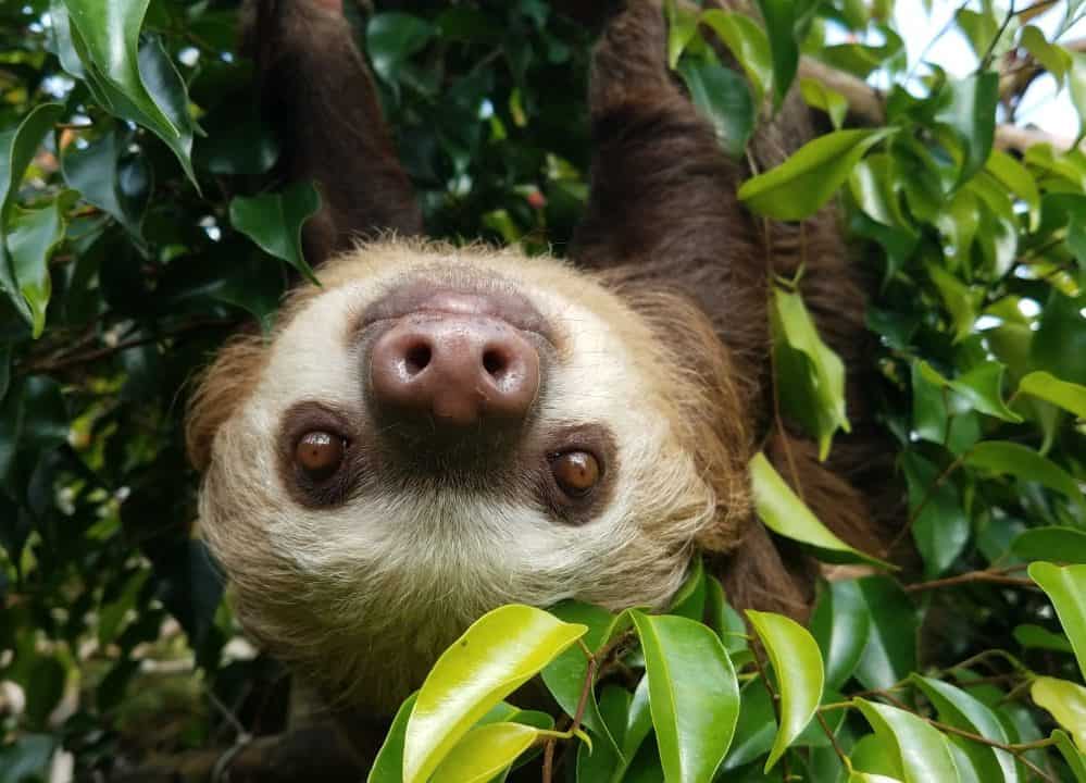 Slothy Sunday: Spot the difference: 2-toed vs 3-toed sloths – The Tico ...