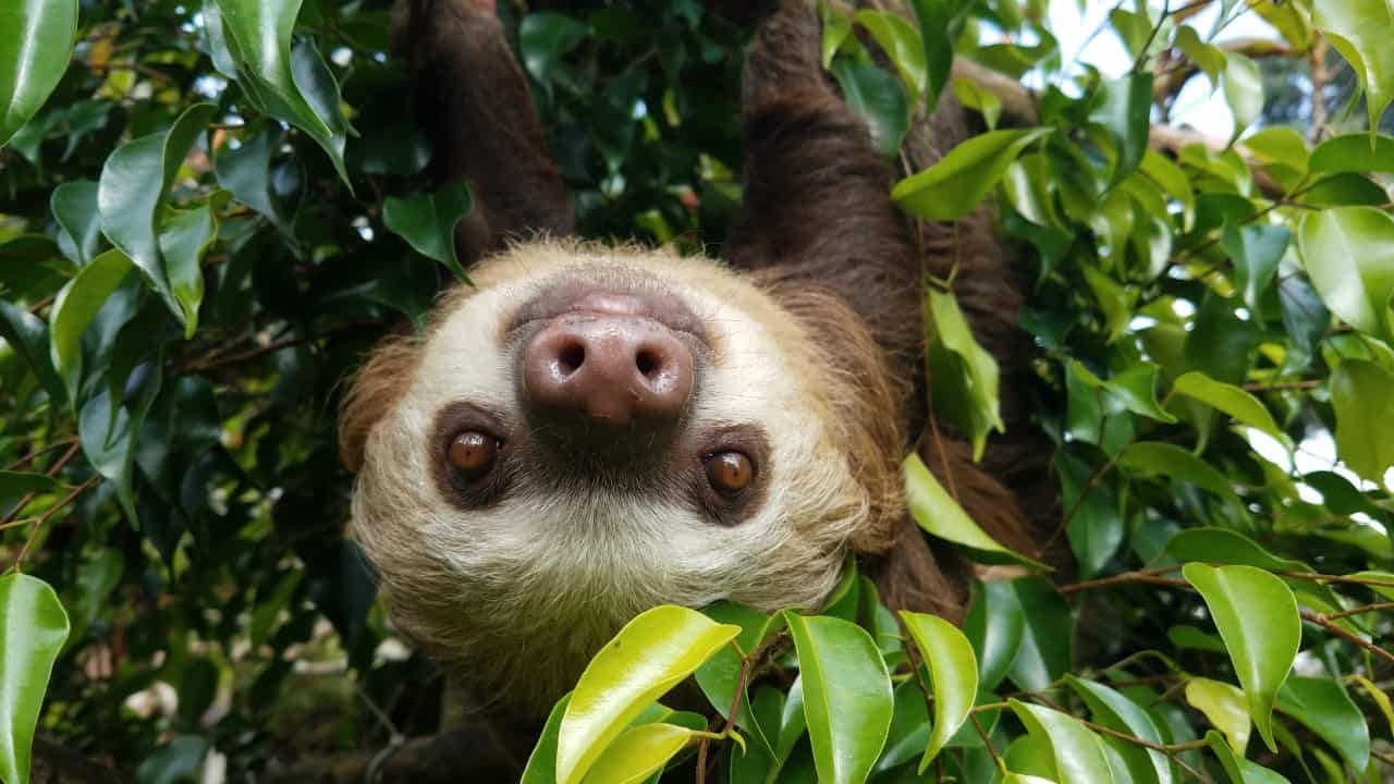 Pippin, a two-fingered sloth at Toucan Rescue Ranch in Costa Rica.