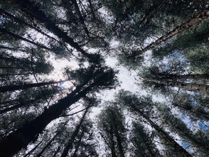 View of the towering forest inside the Prusia Sector of Irazu Volcano NP.