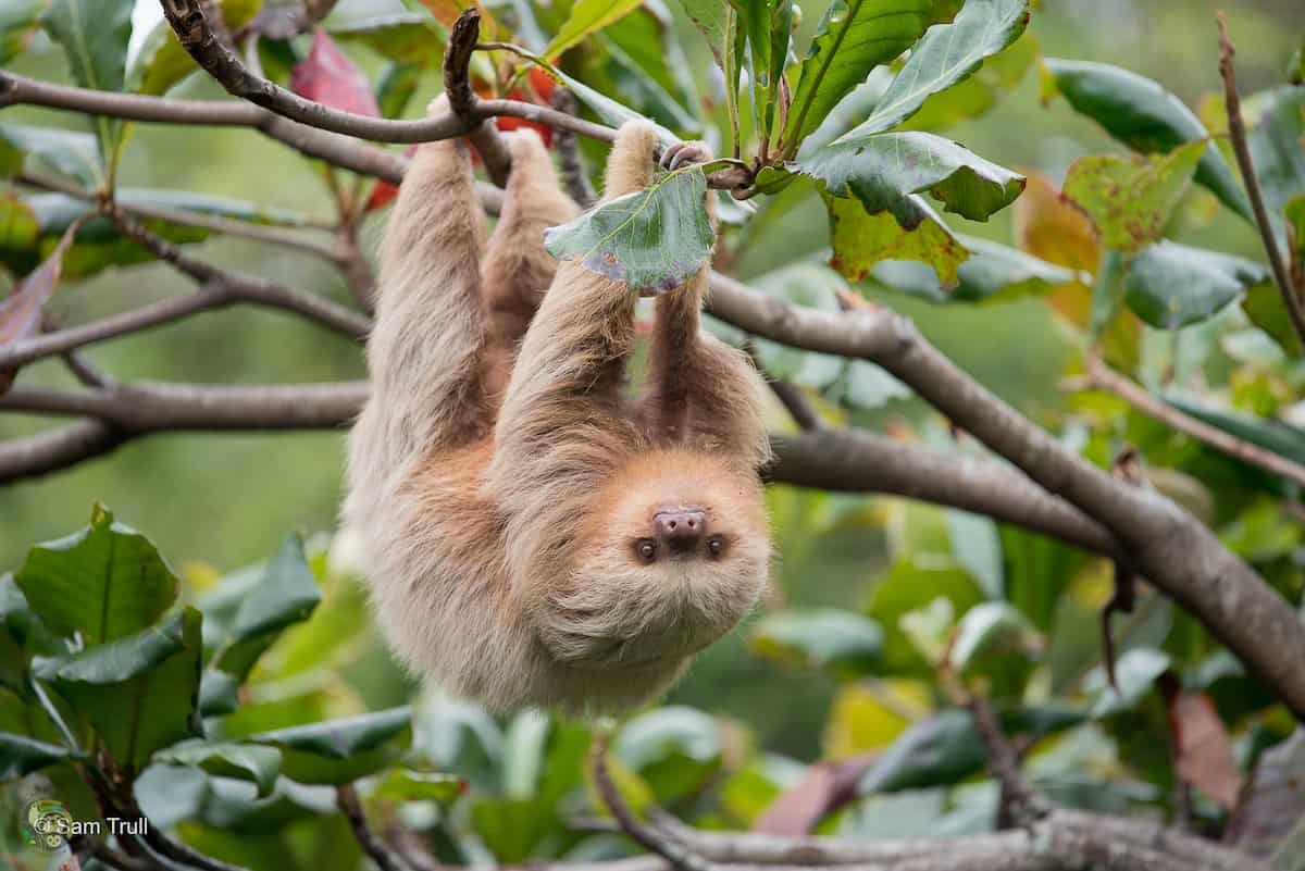 Santana the sloth hangs upside-down from a tree.