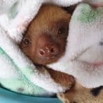 Alamur the baby sloth in Costa Rica