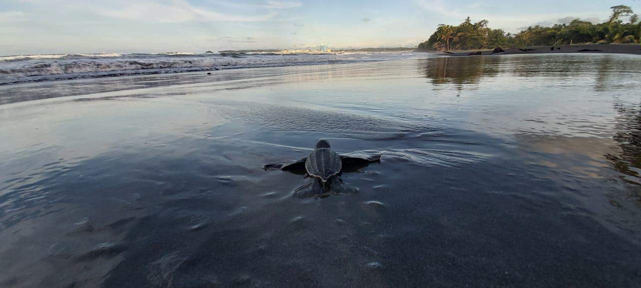 Baby leatherback sea turtle released in Moín Limón