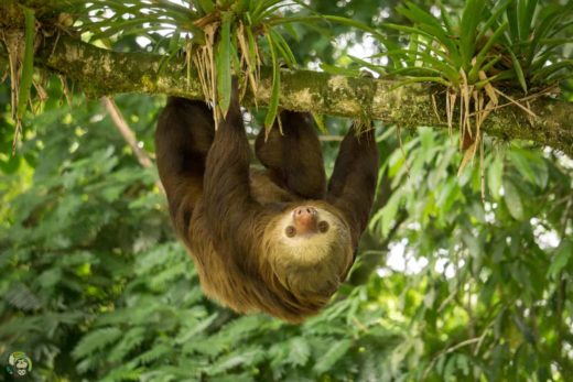 Slothy Sunday: Meet Lola, the sloth that traveled 65 km in a truck engine