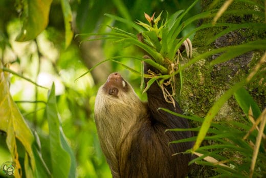 Slothy Sunday: Though the journey may be difficult, keep climbing