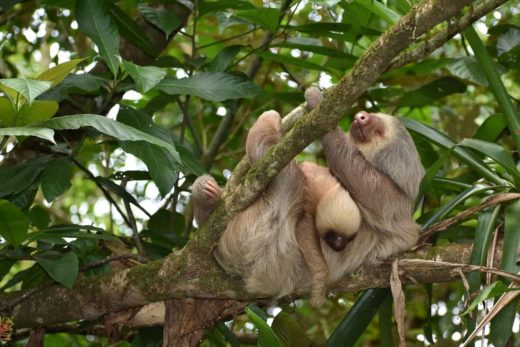 Slothy Saturday: Happy Mother’s Day from this momma sloth