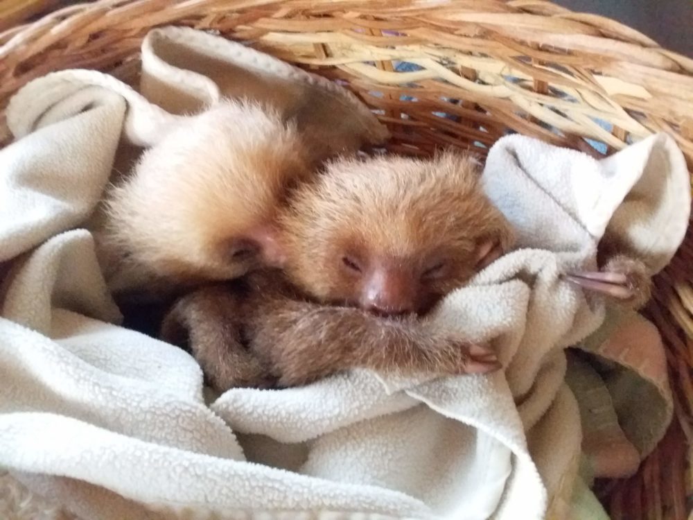 Anise and Bon Jovi, two sloths at Toucan Rescue Ranch in Costa Rica.