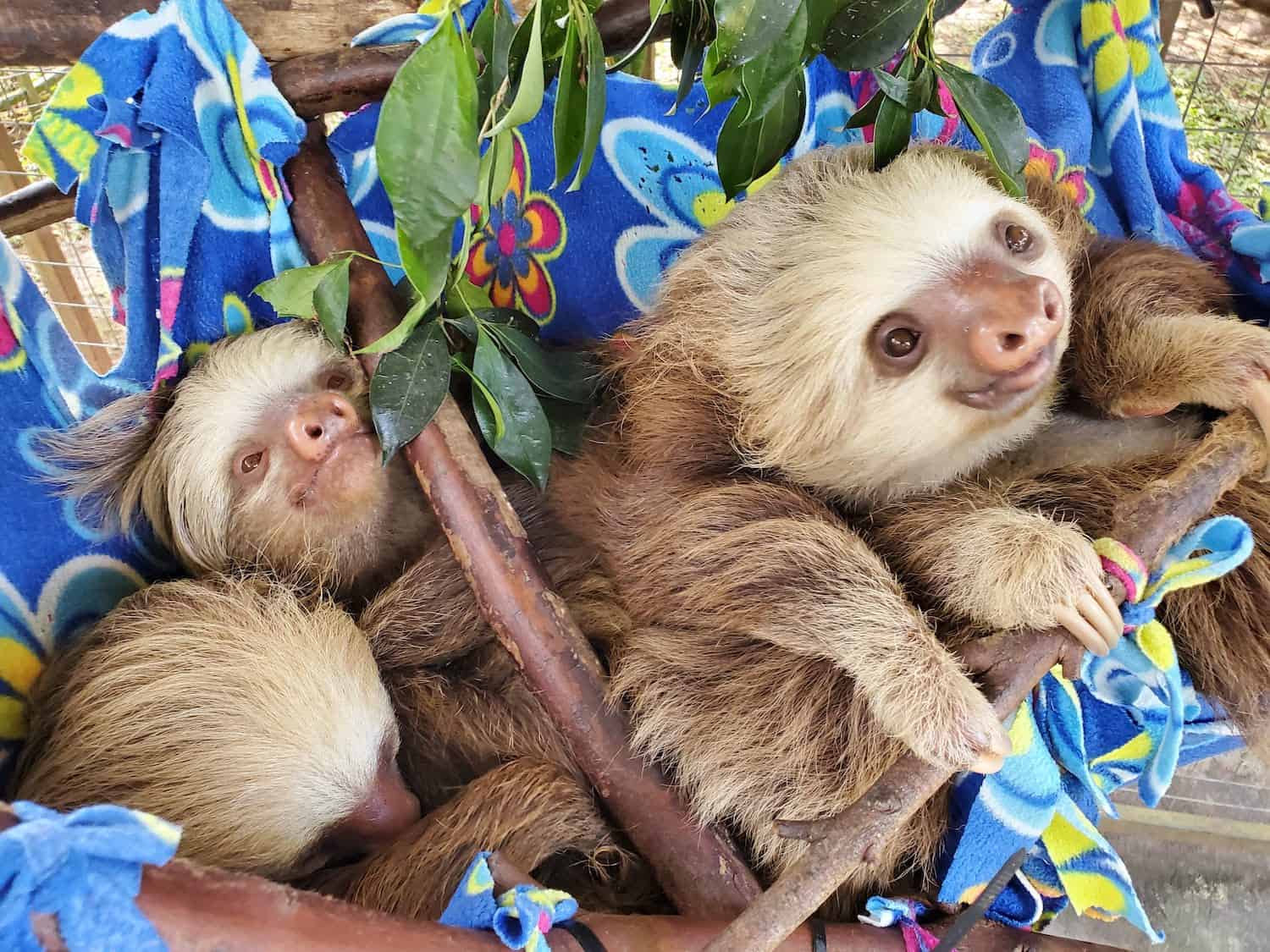 Young sloths in Costa Rica