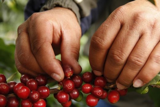 Costa Rica Coffee Pickers: A Day in the Life