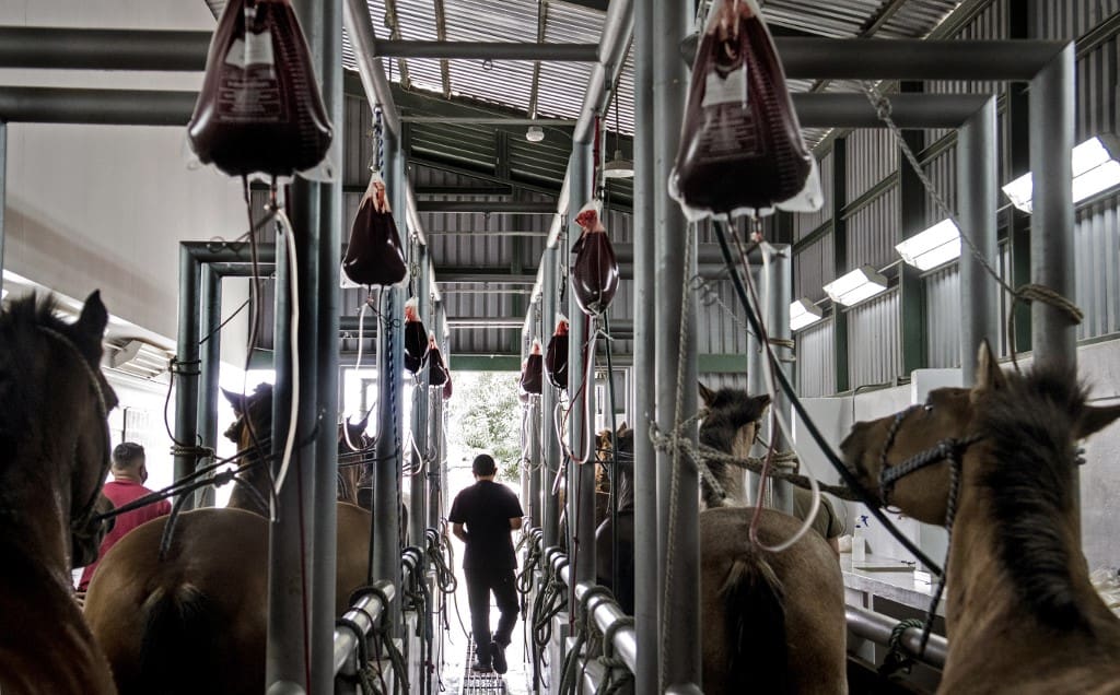 Experts extract blood from immunized horses, which plasma will be used for a viral treatment for Covid-19 coronavirus, at the Clodomiro Picado Institute, in San Jose, Costa Rica, September 21, 2020.