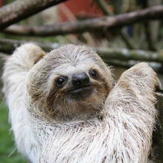 Sloth Sunday: Awarding the top sloths of the 2020 Ironman Games