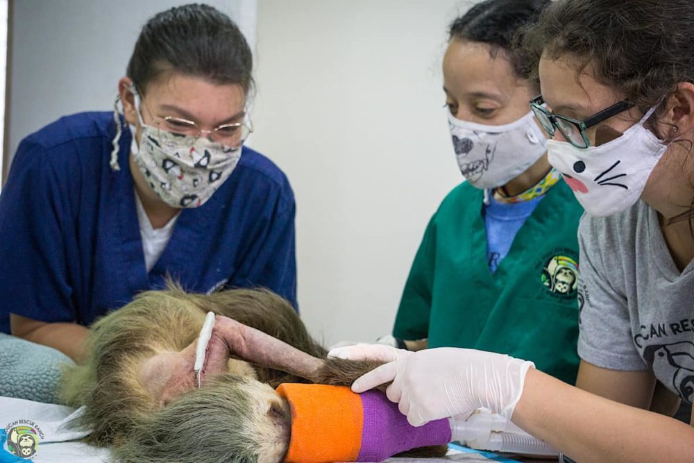 Medical staff treat Aidee, a sloth at Toucan Rescue Ranch in Costa Rica. 