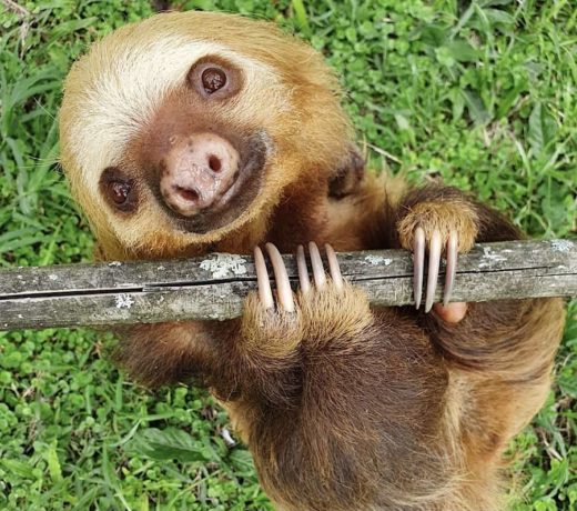 Sloth Sunday: Helping sloths in need with your support