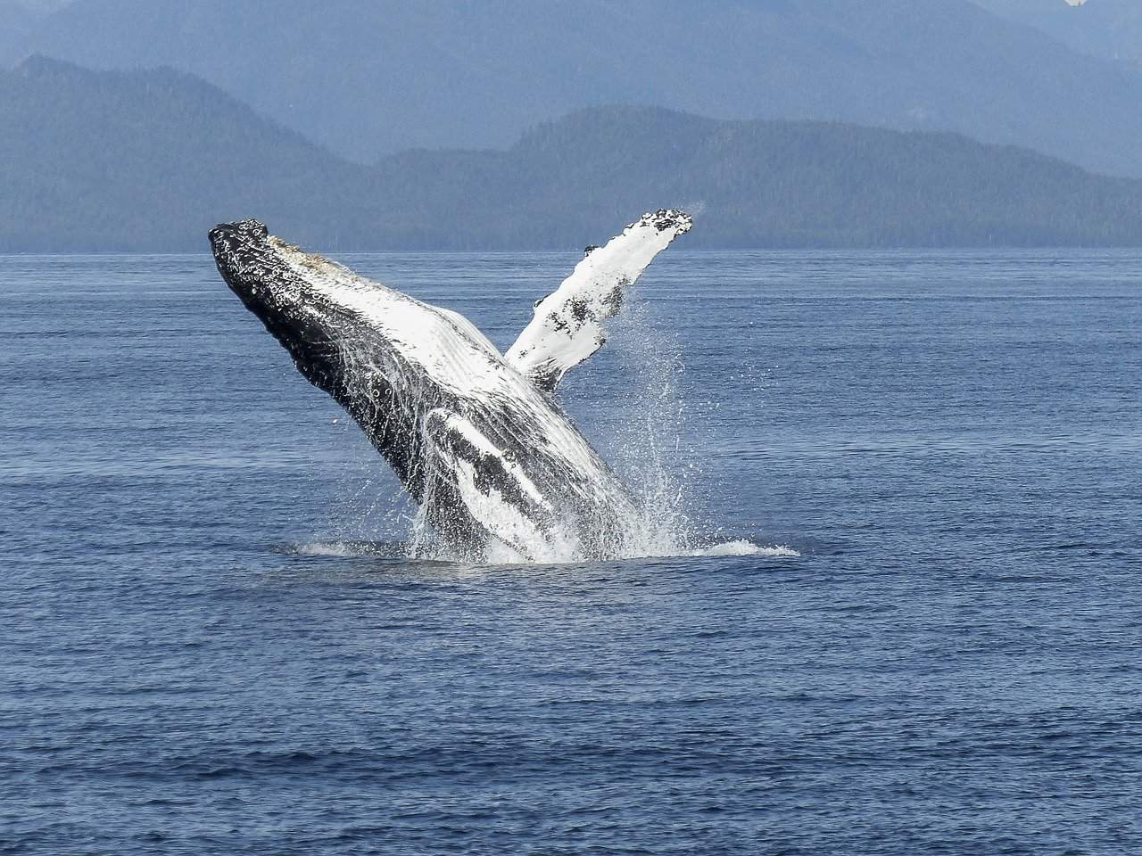 Humpback Whale Costa Rica