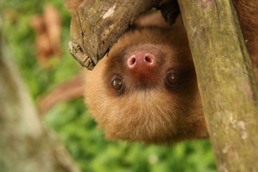 Slothy Sunday: I spy with my little eye… Sloths in sight!