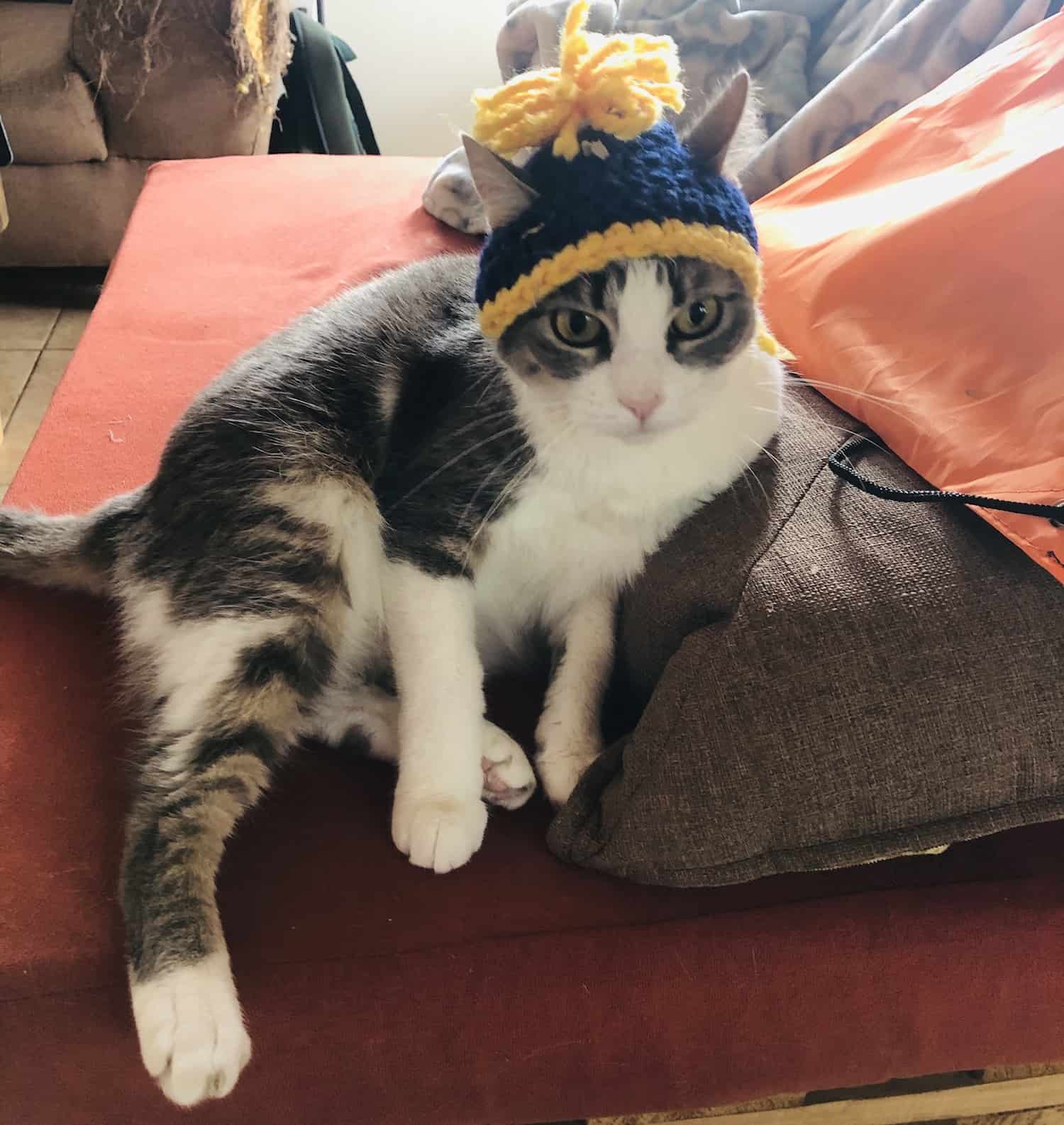 Cat in a hat.