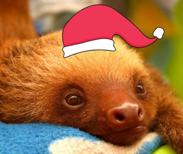 Slothy Sunday: The best present we can give this year? Being part of ...