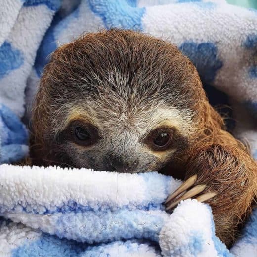Slothy Sunday: Wishing you a warm and cozy day