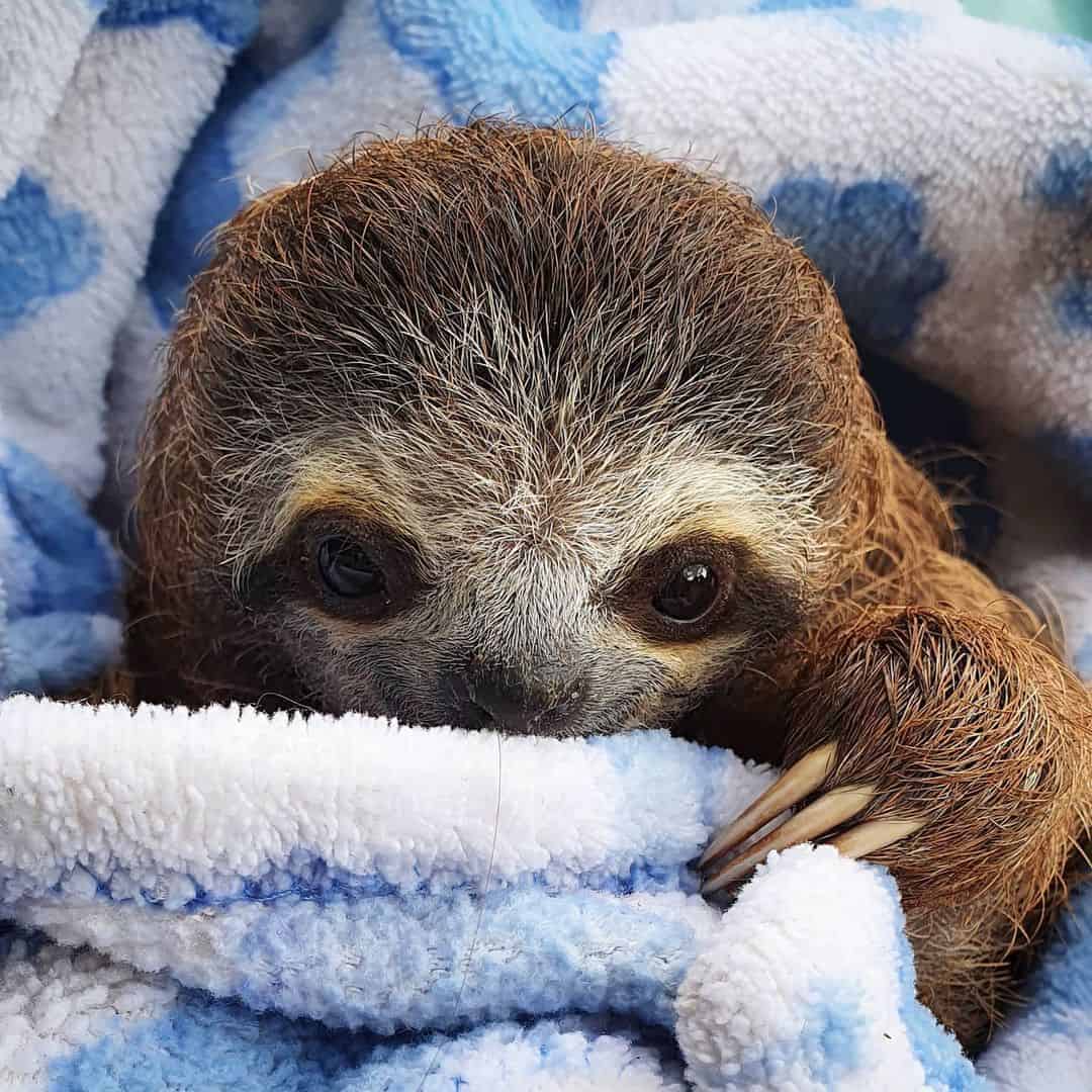 Tamalito the sloth.