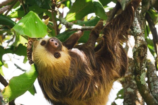 Slothy Sunday: Starting the year with a slow, slothie BANG