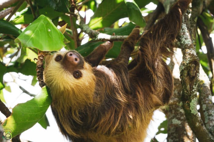 Slothy Sunday: Things are looking up