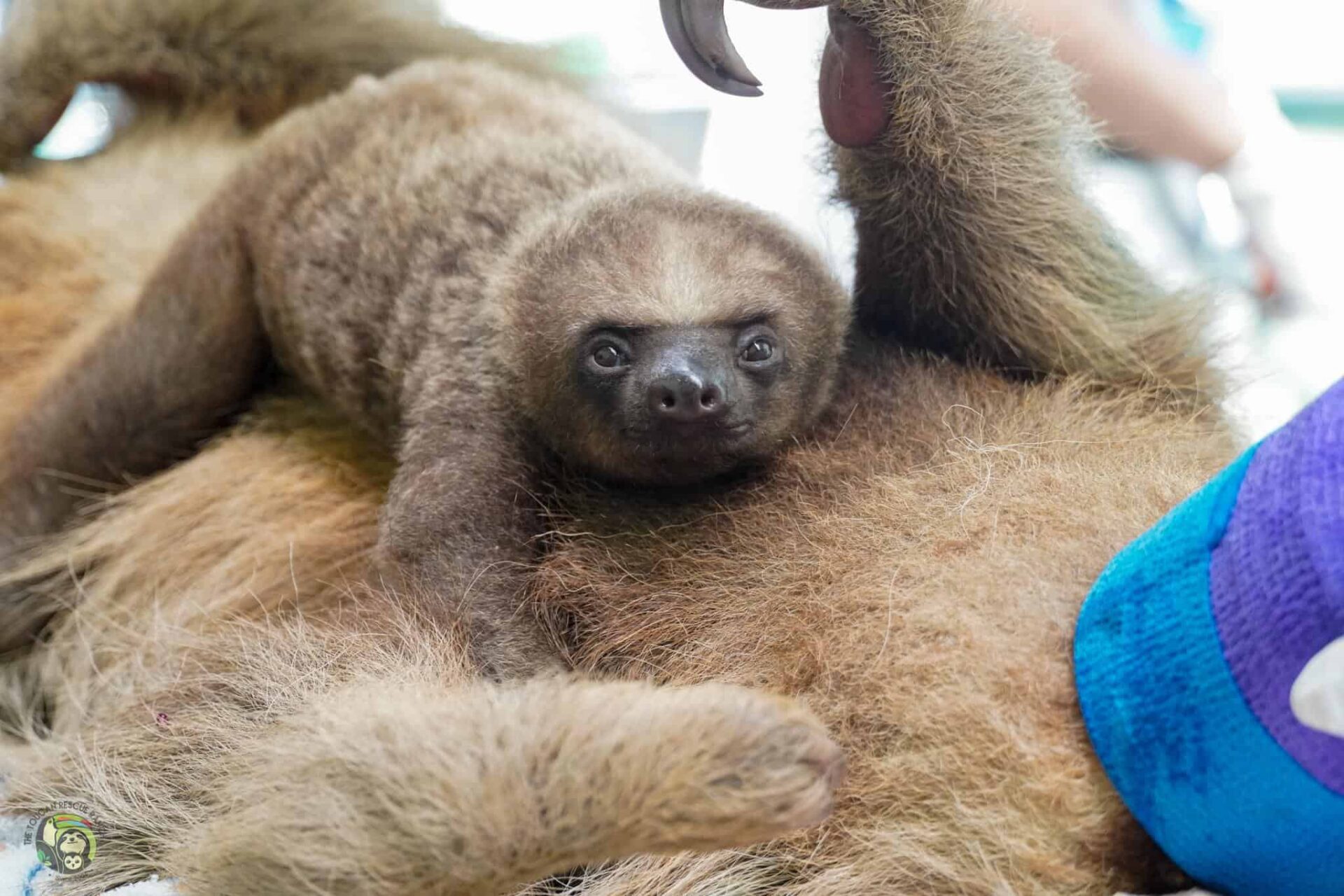 Mom and baby sloth in Costa Rica electrocuted, saved by firefighters
