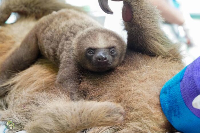 Slothy Sunday: The best present we can give this year? Being part of ...