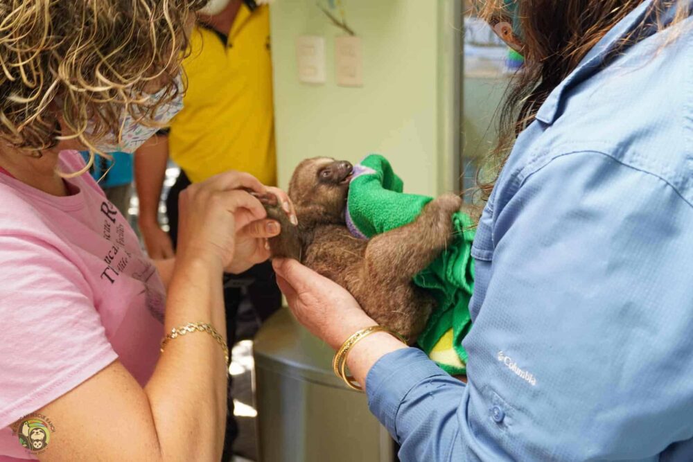 Janet Sandi, Animal Care Coordinator, and Leslie Howle, founder, evaluating Shadow the sloth at TRR.