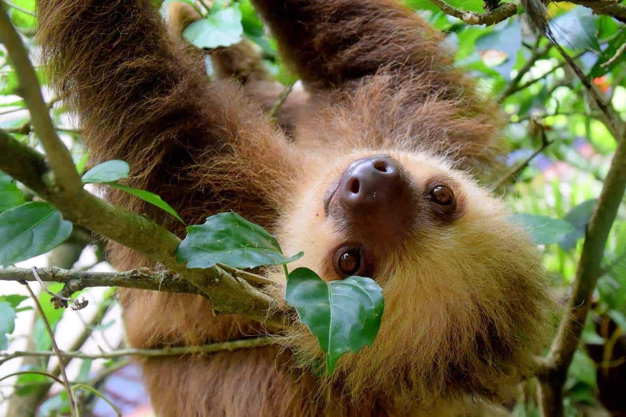 A sloth in Puerto Viejo, Costa Rica.