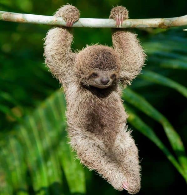 'Cuteness overload': Lonely Planet shares Costa Rican sloth