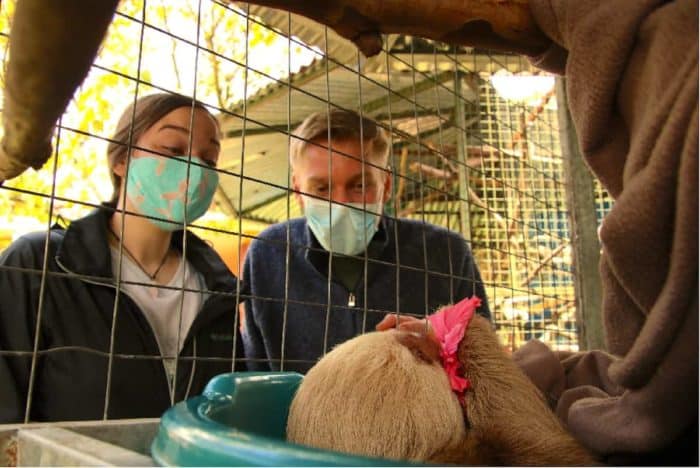 A sloth with a hibiscus leaf at Toucan Rescue Ranch in Costa Rica. 