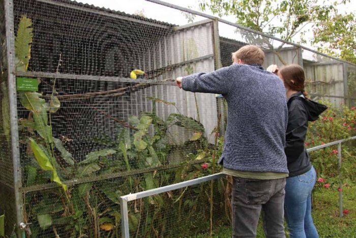 You'll be surprised to know that Toucan Rescue Ranch has rescued toucans. 