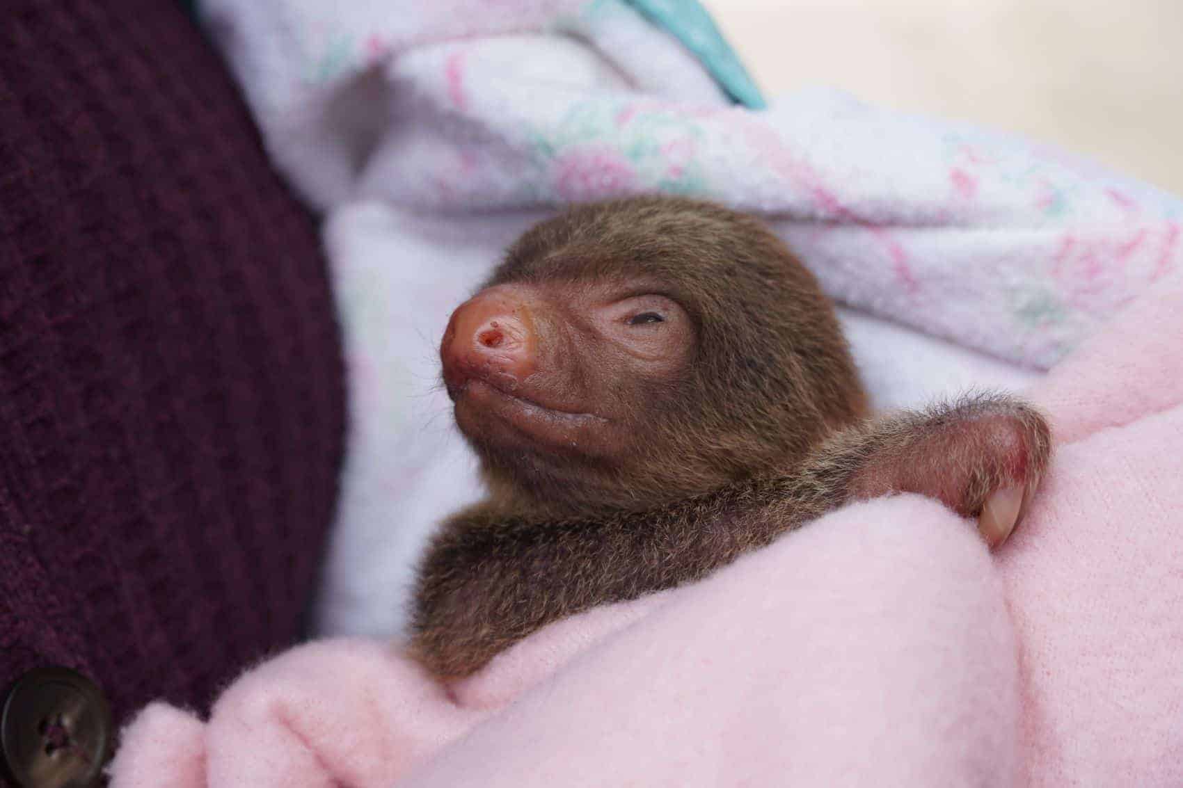 Shell the sloth at Toucan Rescue Ranch in Costa Rica.