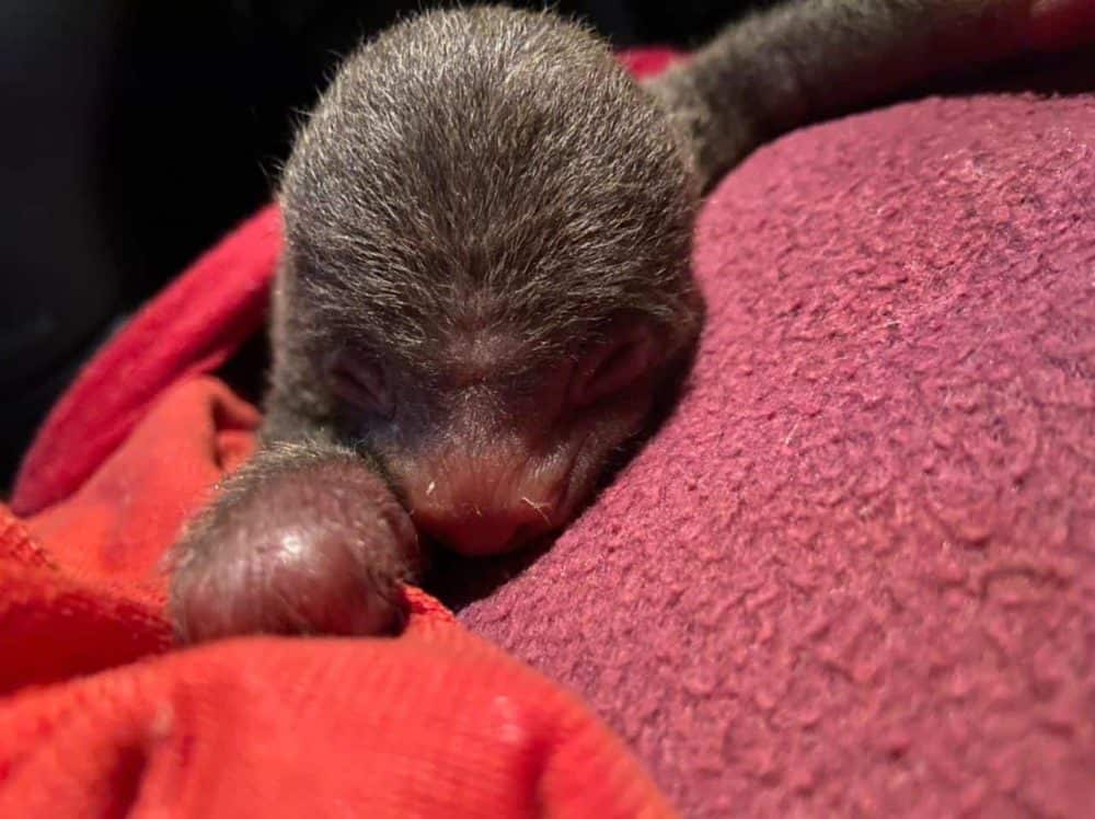 Costa Rica Sloth Rescue