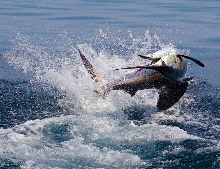 Costa Rica Fishing