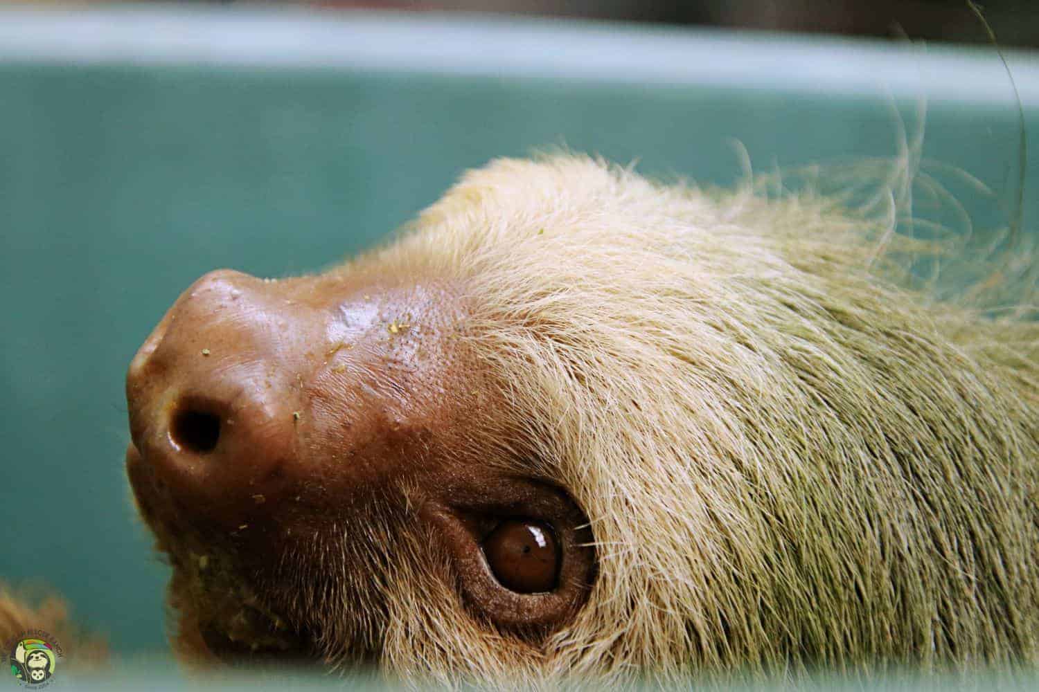 Malakai, a two-fingered sloth in Costa Rica.