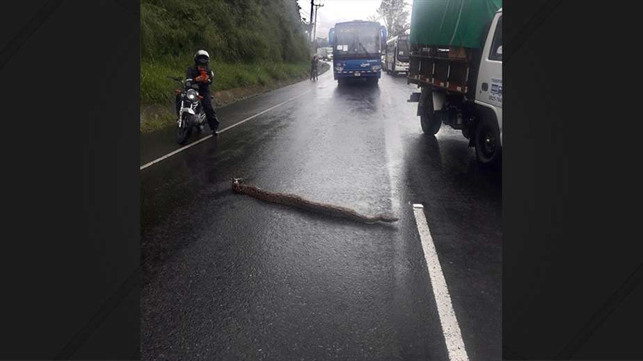 A boa stops traffic on a Costa Rican highway on June 10, 2021.