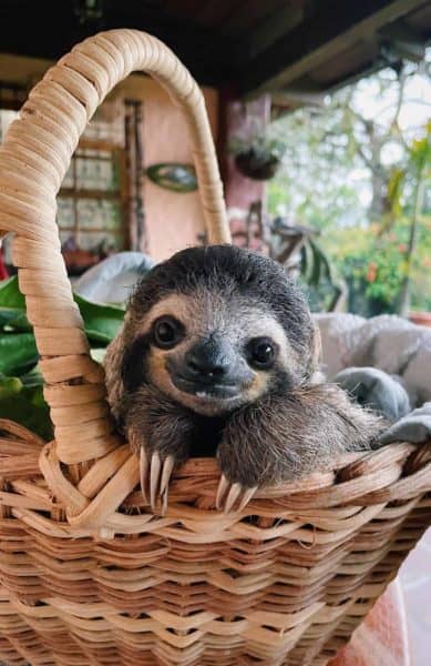 Baby Rescue Sloth in Costa Rica