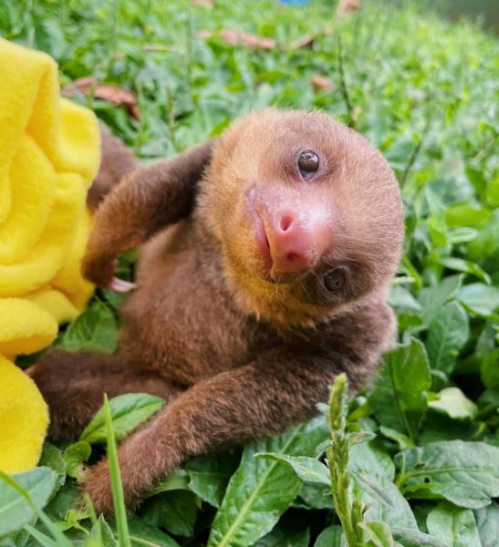 Baby Sloth in Costa Rica