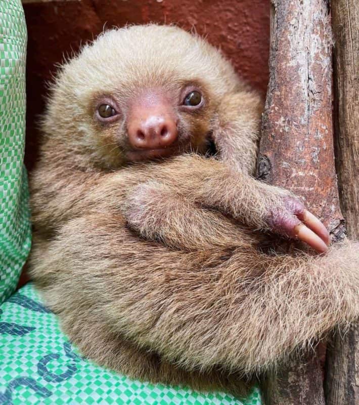 Sloths in Costa Rica