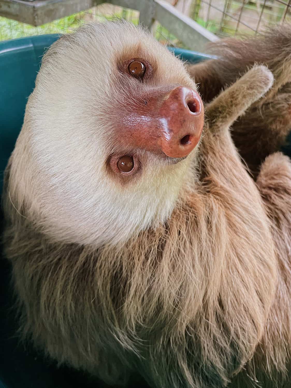 A rescued sloth at Toucan Rescue Ranch in Costa Rica.