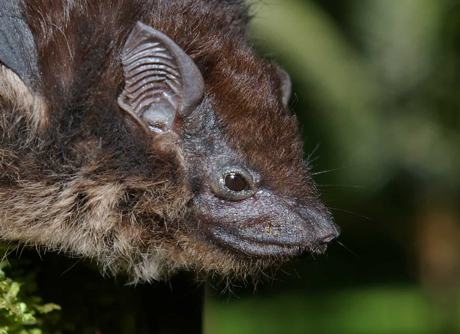 Close-up of a greater sac-winged bat, Saccopteryx bilineata