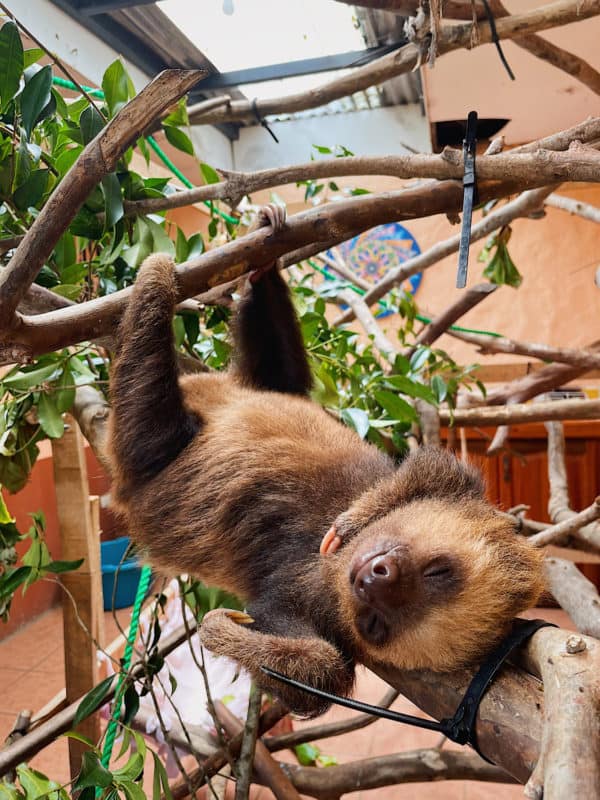 A rescued sloth at Toucan Rescue Ranch in Costa Rica.